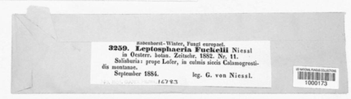 Phaeosphaeria fuckelii image